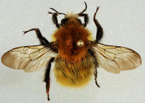 Bombus pascuorum