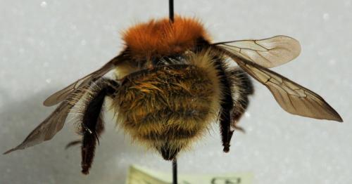 Bombus pascuorum