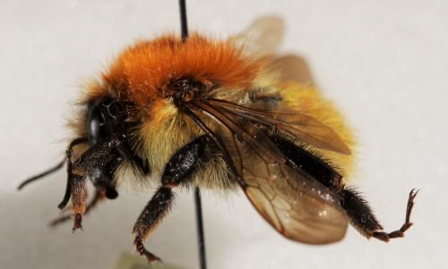 Réf. 179 363 : Bombus pascuorum