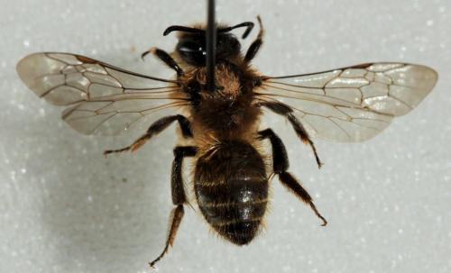 Andrena sp.