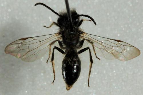 Andrena praecox