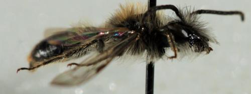 Andrena praecox