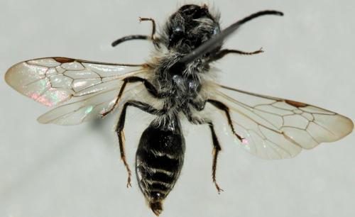 Andrena praecox