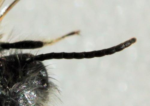 Andrena praecox