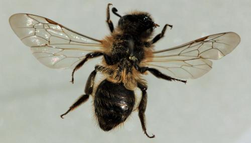 Réf. 179 505 : Andrena sp.
