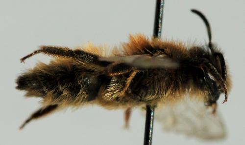 Andrena sp.