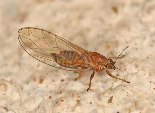 Trioza remota