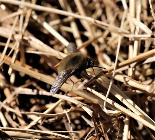 Réf. 179 035 : Bombylius trichurus