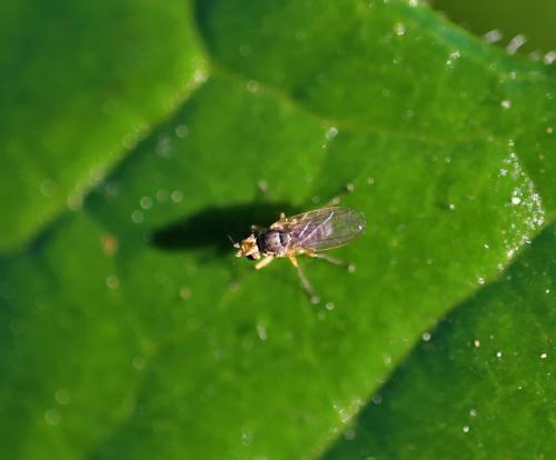 Phytomyza sp.