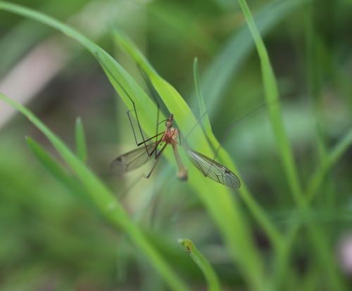 Tipula sp.