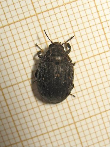 Byrrhus sp.