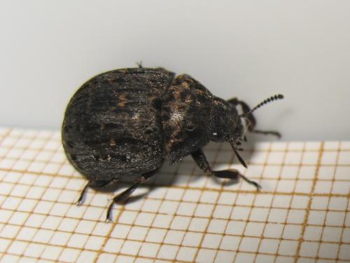 Byrrhus sp.