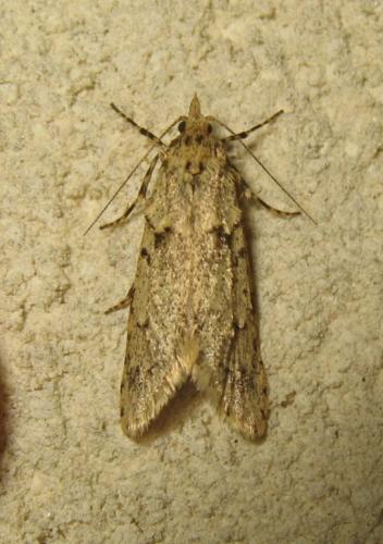 Réf. 179 158 : Diurnea fagella