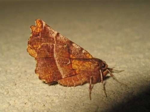 Réf. 179 157 : Selenia dentaria