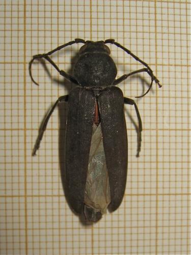 Arhopalus ferus