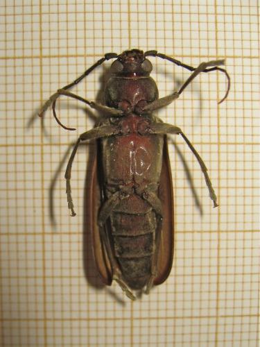 Arhopalus ferus