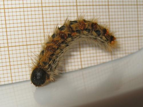 Thaumetopoea pityocampa