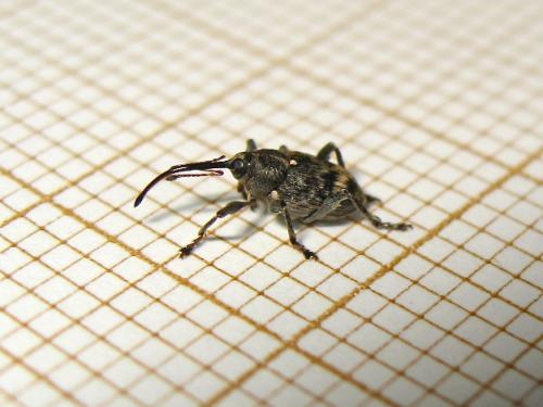 Curculio villosus