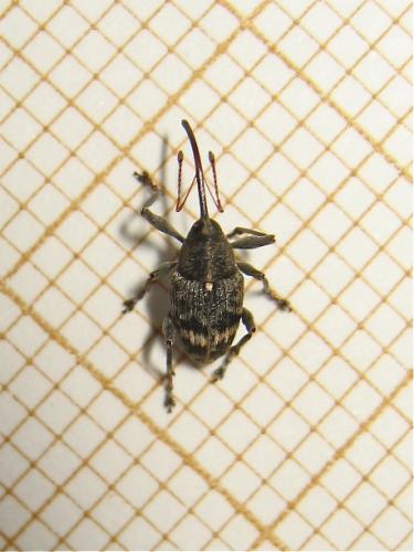 Curculio villosus