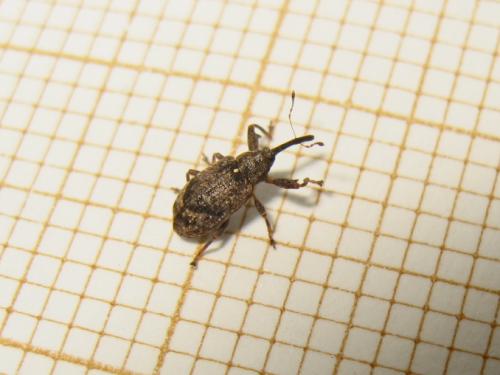 Réf. 179 449 : Anthonomus pomorum