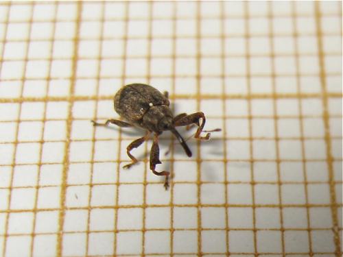 Anthonomus pomorum
