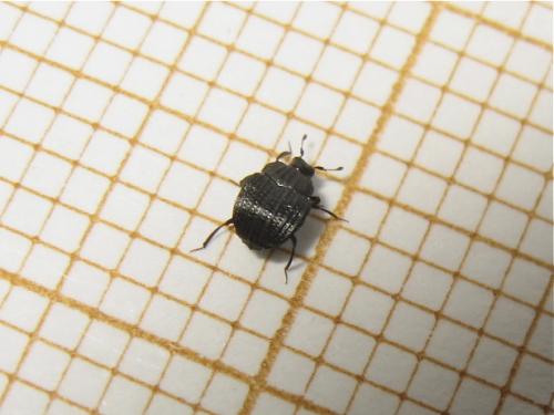 Onthophilus striatus striatus
