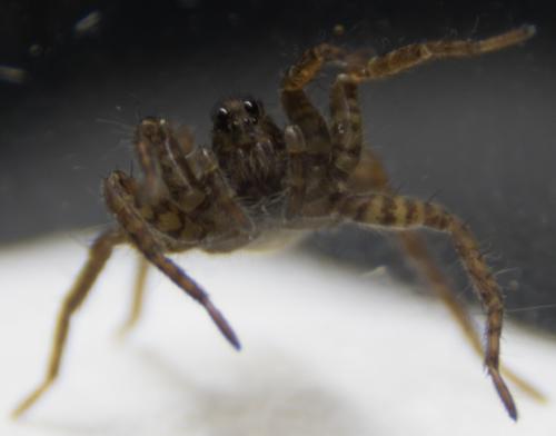 Pardosa sp.