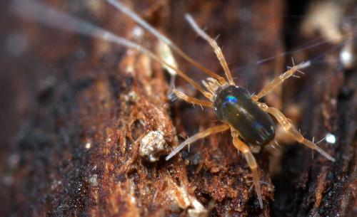 Réf. 179 441 : Linopodes sp.
