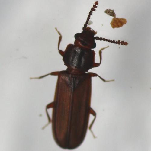 Pediacus dermestoides