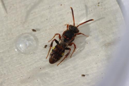 Nomada sp.
