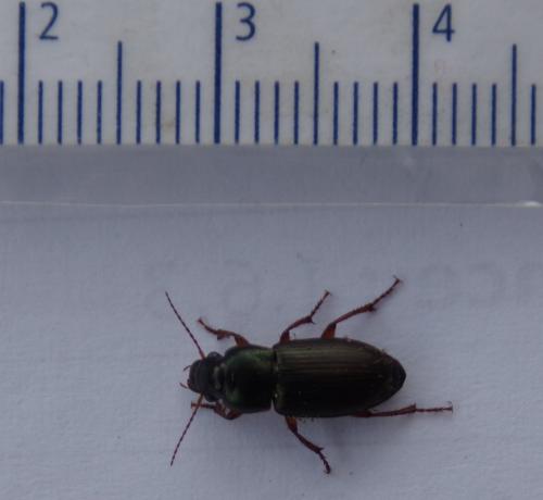 Harpalus sp.