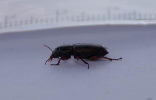 Réf. 179 105 : Harpalus sp.