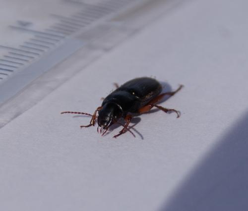 Harpalus sp.