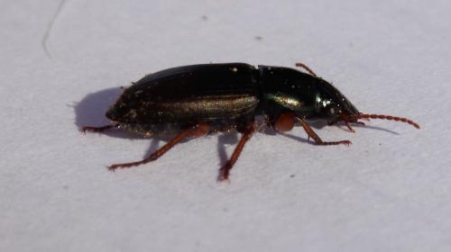 Harpalus sp.