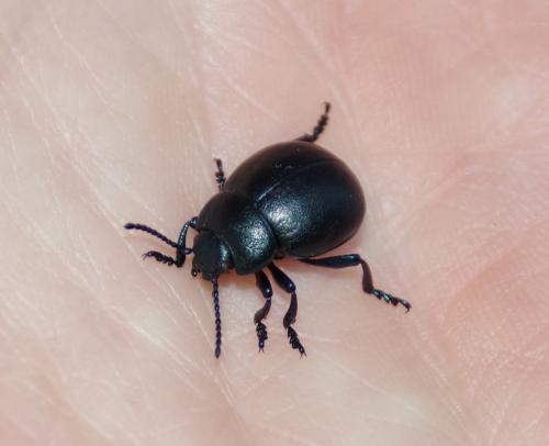 Timarcha goettingensis