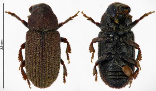 Réf. 179 176 : Hylurgops palliatus