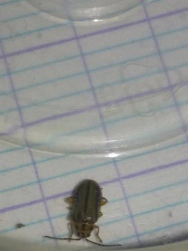 Xanthogaleruca luteola
