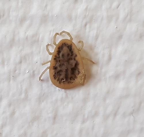Argas reflexus