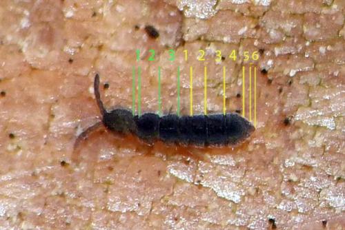 Vertagopus sp.