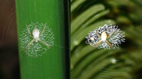 Argiope sp.