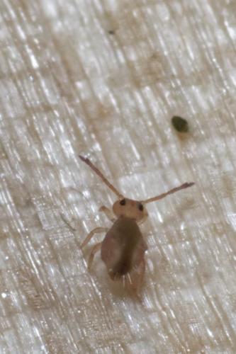 Dicyrtomina minuta