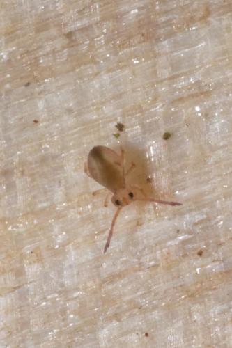 Dicyrtomina minuta