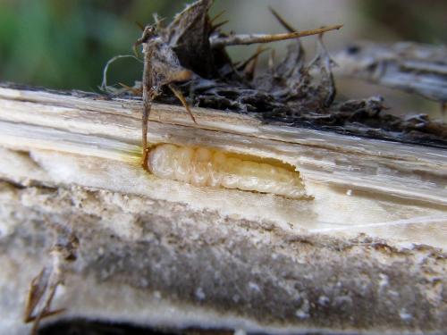 Réf. 179 217 : Acmaeoderella perroti perroti