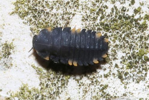 Réf. 179 527 : Endomychus coccineus