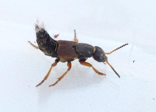 Réf. 179 245 : Staphylinus dimidiaticornis