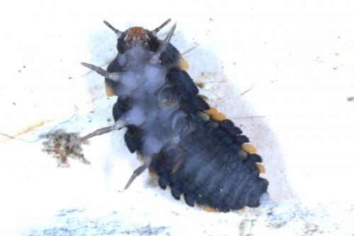 Réf. 179 528 : Endomychus coccineus