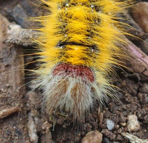 Lasiocampa sp.