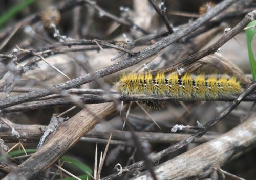 Lasiocampa sp.