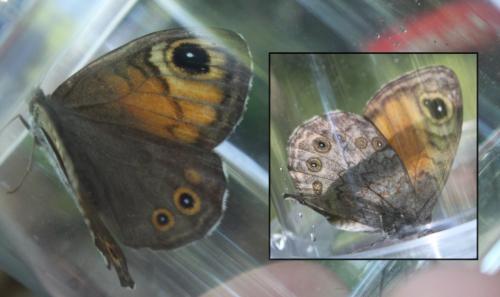 Lasiommata maera