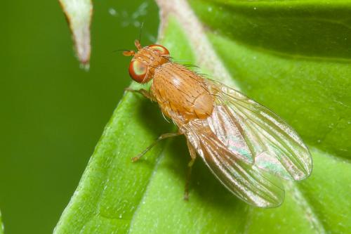 Réf. 179 394 : Sapromyzosoma sp.